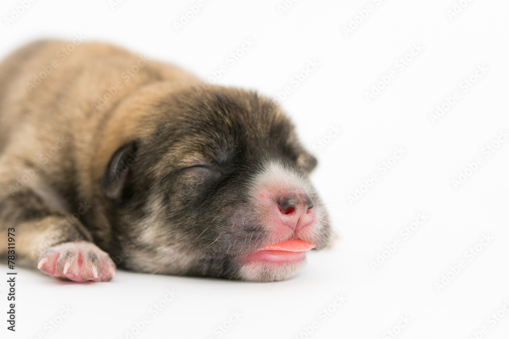 One day for newborn pup