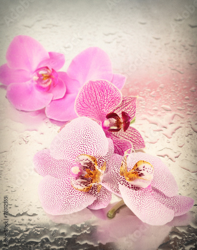 Fototapeta Naklejka Na Ścianę i Meble -  Beautiful orchid on light background