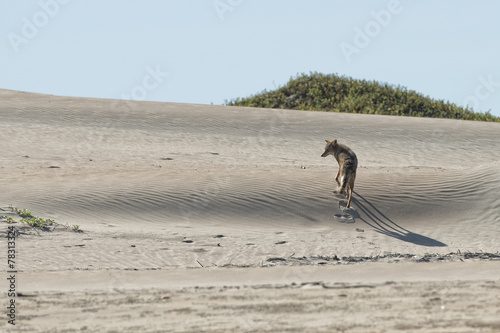 coyote on the sand