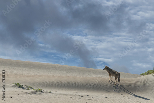 coyote on the sand