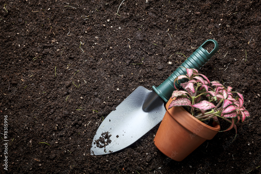 planting flowers in flower soil, with garden tools planting flowers in flower soil, with garden tools