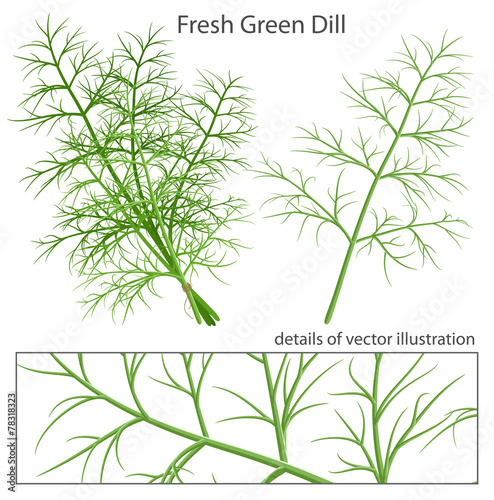 Fresh and green dill.