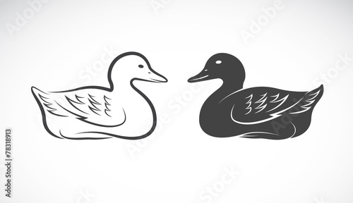Vector image of an duck on white background