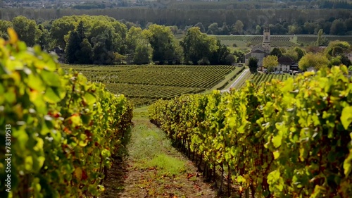 Bordeaux vineyard in autumn photo