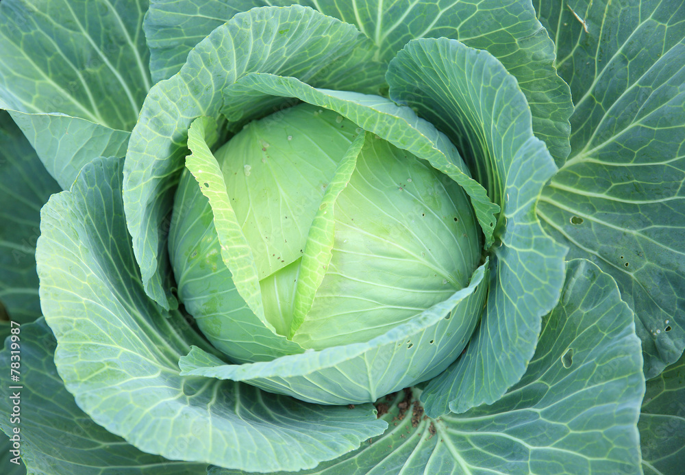 Fototapeta premium green cabbage in growth at garden