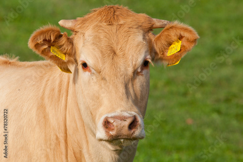 Kühe auf der wiese  © karepa
