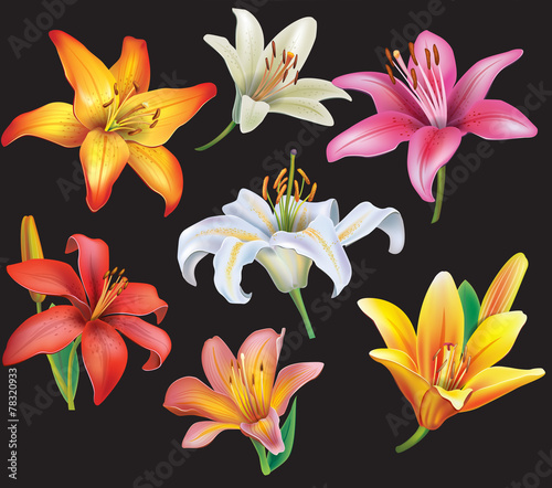 Set of lilies heads on black background