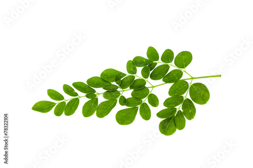 Drumstick leaf isolated