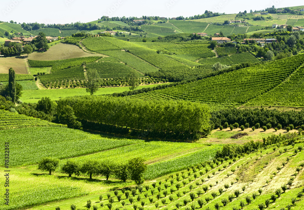 Summer landscape in Langhe (Italy)