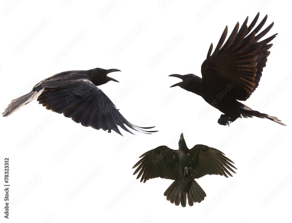 Naklejka premium black birds crow flying mid air show detail in under wing feathe