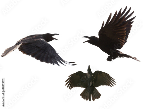 black birds crow flying mid air show detail in under wing feathe