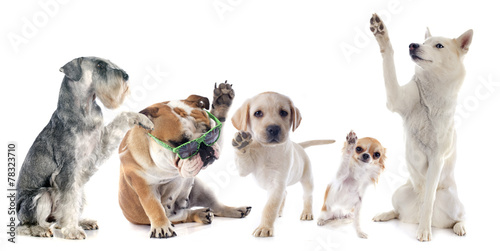 Photography five dogs