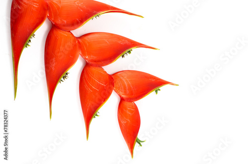 Tropical heliconia flower (Heliconia stricta)