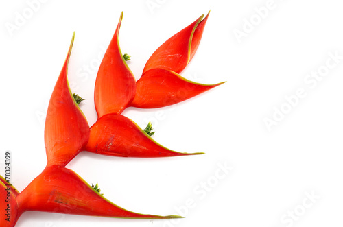 Tropical heliconia flower (Heliconia stricta)