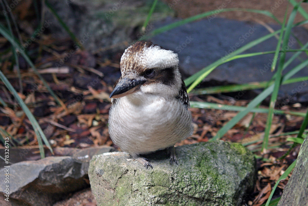 Obraz premium Kookaburra