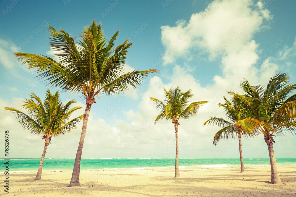 Palm trees grow on empty beach. Coast of Atlantic ocean