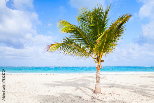 Palm tree on sandy beach. Coast of Atlantic ocean