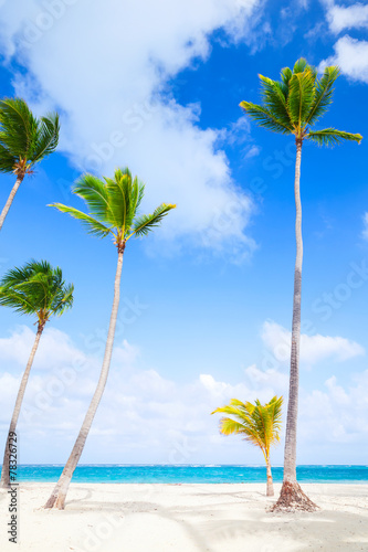 Fototapeta Naklejka Na Ścianę i Meble -  Palm trees growing on sandy beach. Coast of Atlantic ocean