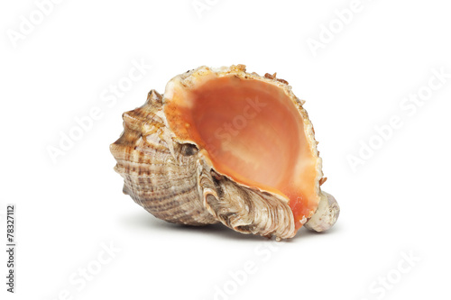 seashell isolated over white