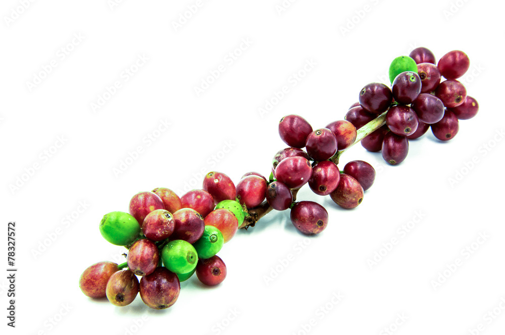 Fresh ripe red coffee beans on a white background. Fresh ripe red coffee beans on a white background.