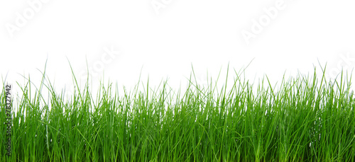 Green grass on white background #78327942