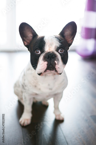 French bulldog at home