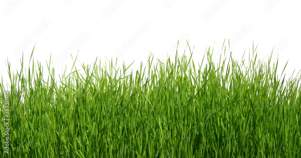 Obraz premium Green grass on white background