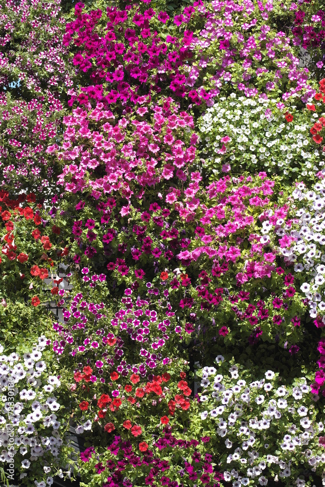 Colorful Flowering Background In Belgrade