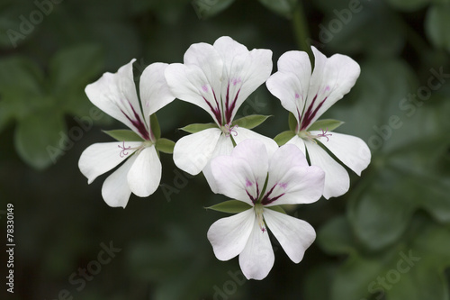 Fototapeta Naklejka Na Ścianę i Meble -  Geranium