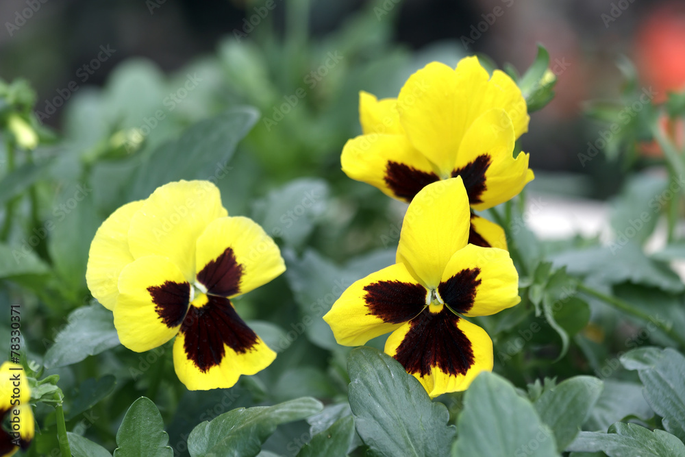 yellow violets yellow violets