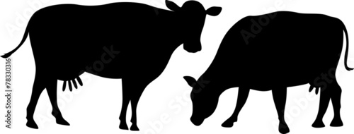 cow silhouette grazes an standing isolated on white background