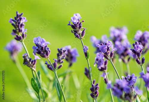 Fototapeta Naklejka Na Ścianę i Meble -  Lavender flowers