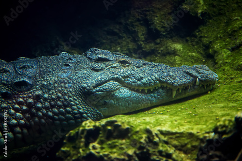 Crocodile in water, close-up