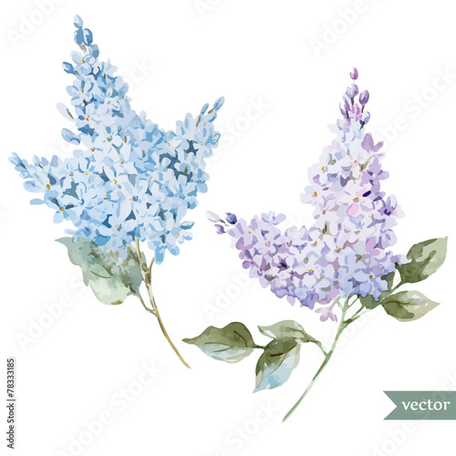 Lilac branch