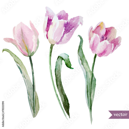 Tulip set #78333194