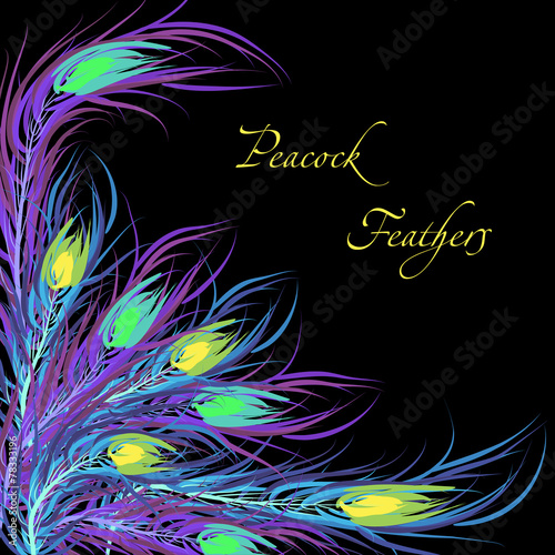 Vector feathers peacock. Black background. Fashionable design ep