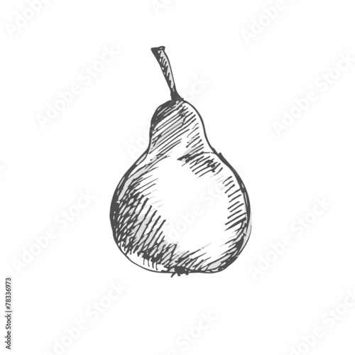 Pear. Sketch on white background.