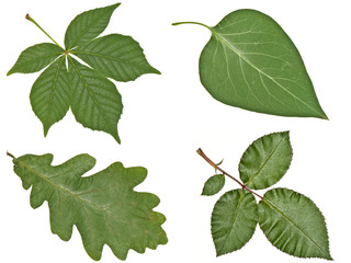 Papier peint photo Lilas Feuilles de marronnier chêne et lilas  © Ekaterina Balashova