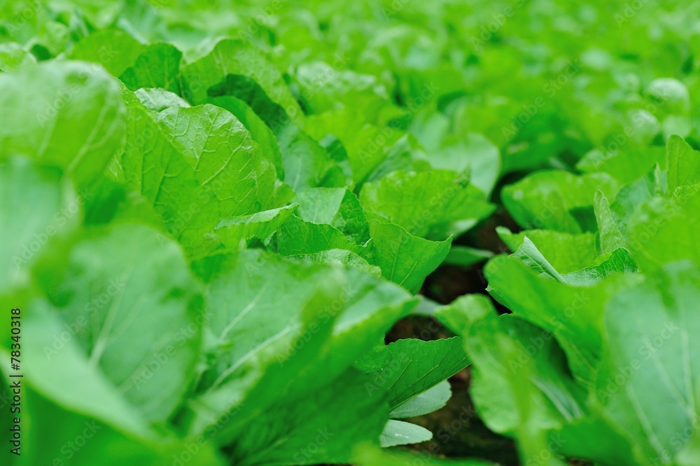 Green leaf mustard in growth at vegetable garden Green leaf mustard in growth at vegetable garden