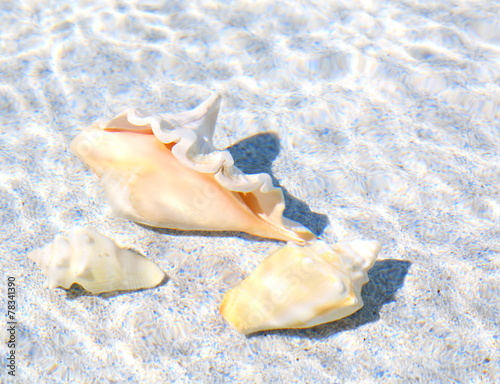 under water sea shells