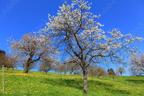 Obstbaumblüte in Vorarlberg