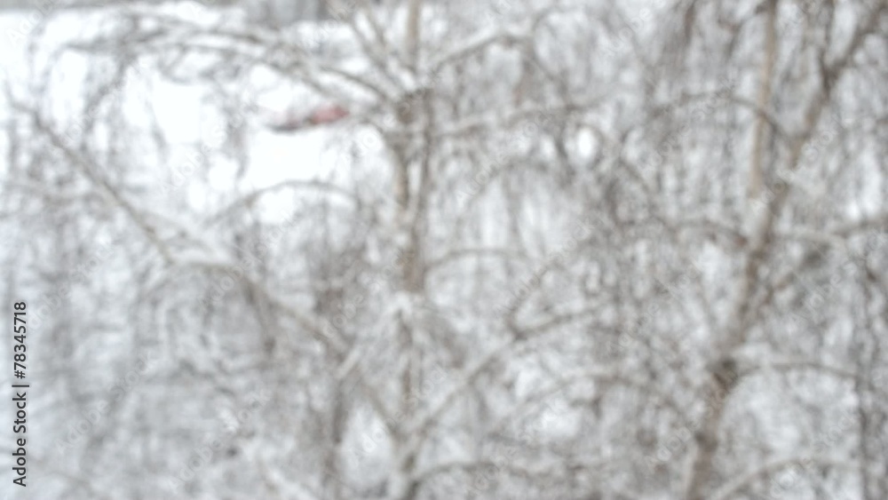Snow falling on background of leafless birch tree