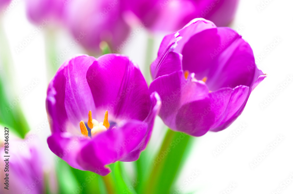 Tulips violet flowers on white background Tulips violet flowers on white background