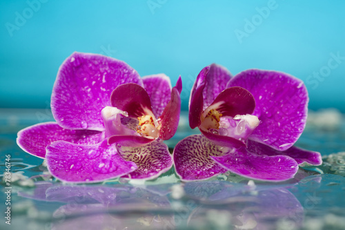 Spa still life with pink orchid and water drops in a serenity po