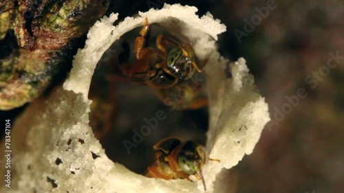 Amazonian sweat bees at entrance of nest photo