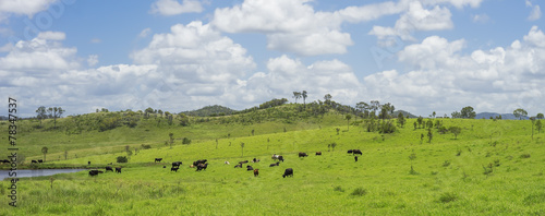 Australian Agriculture Beef Cattle Farming Panorama
