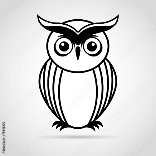 owl bird