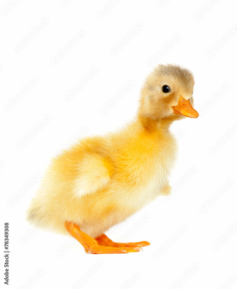 Newborn duck isolated