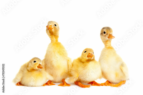 Group of little duckling