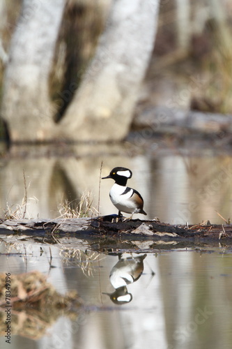 Hooded Merganser on Log